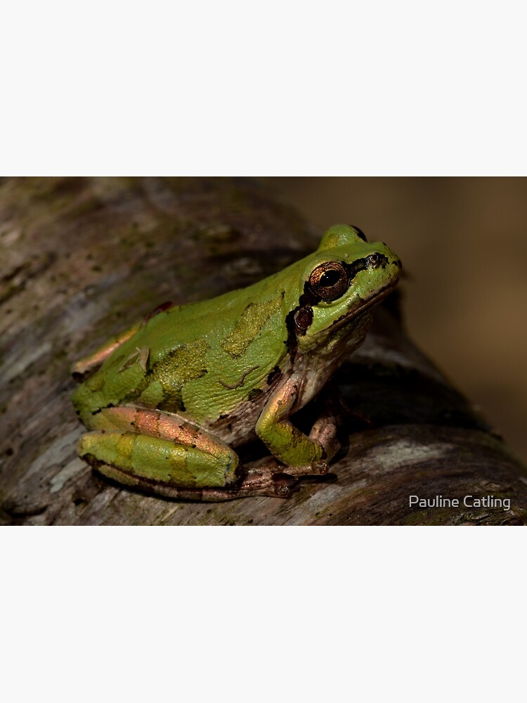 “Japanese tree frog (Hyla japonica)” Poster for Sale by pcatling