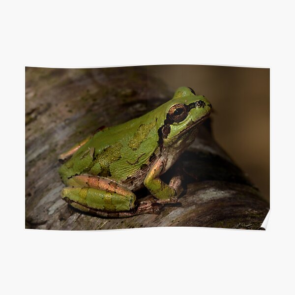 “Japanese tree frog (Hyla japonica)” Poster for Sale by pcatling