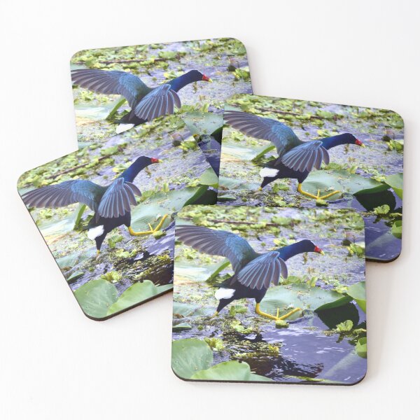 Item preview, American Purple Gallinule designed and sold by MercerImages.