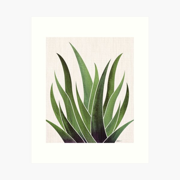 Vintage Succulent Illustration Art Print