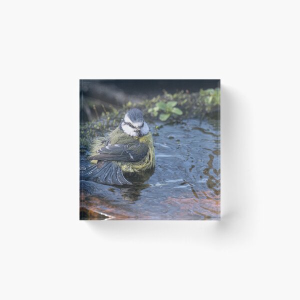 Item preview, blue tit, having a bath designed and sold by kathleenjean.