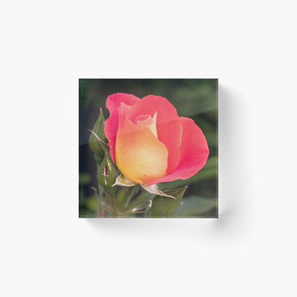 Item preview, Luscious Rose designed and sold by John Thurgood.