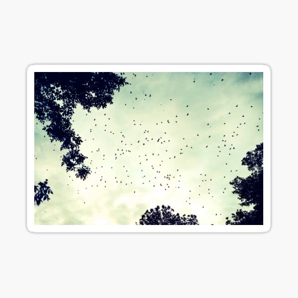 Flock of birds at sunset Sticker