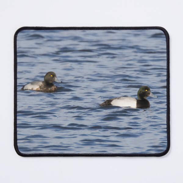 Item preview, Greater Scaup designed and sold by LaurenTucker.