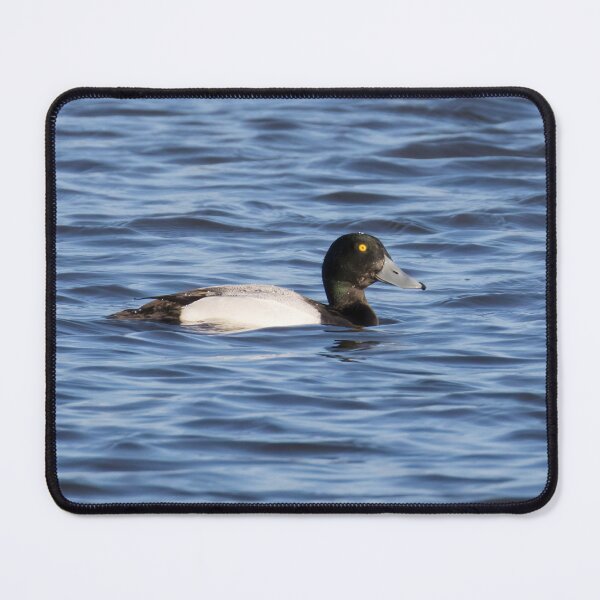 Item preview, Greater Scaup designed and sold by LaurenTucker.