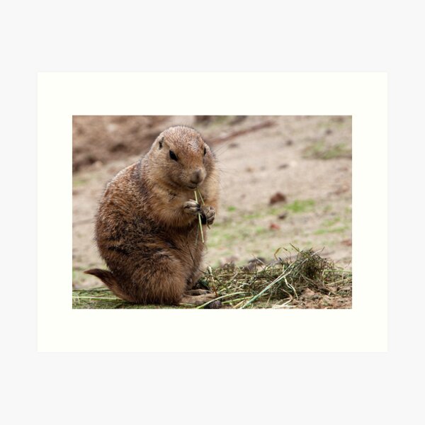 Cute prairie dog Art Print