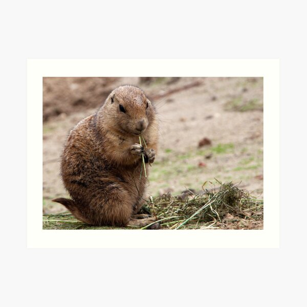 Cute prairie dog Art Print