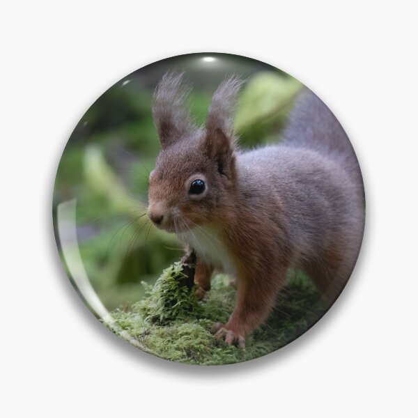 Item preview, Cumbrian Red Squirrel designed and sold by RedGrouse.