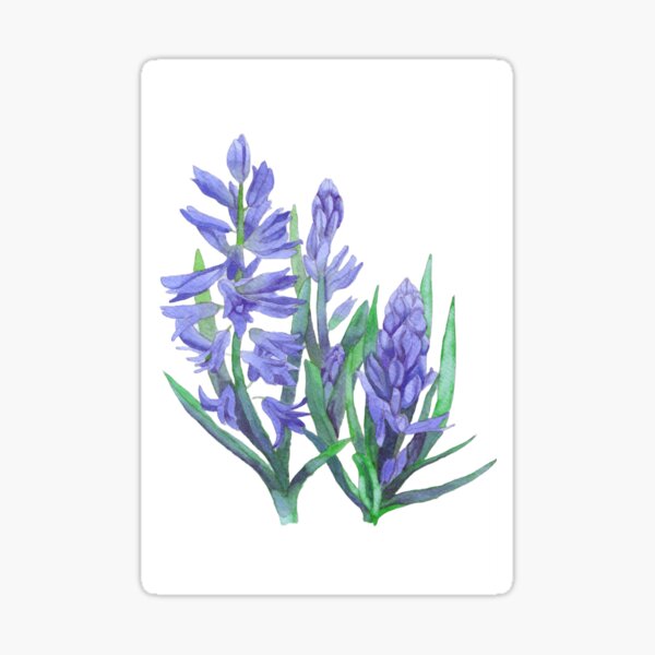Aperçu de l'œuvre Peinture à l'aquarelle de jacinthes bleues. créée et vendue par esvb.
