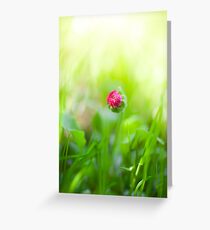 Bellis, English daisy, bud flower Greeting Card