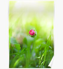 Bellis, English daisy, bud flower Poster