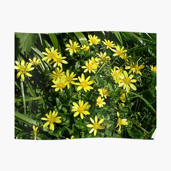 Lesser Celandine (Ficaria verna) Poster