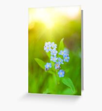 Unique blue forget-me-not flowers close up Greeting Card