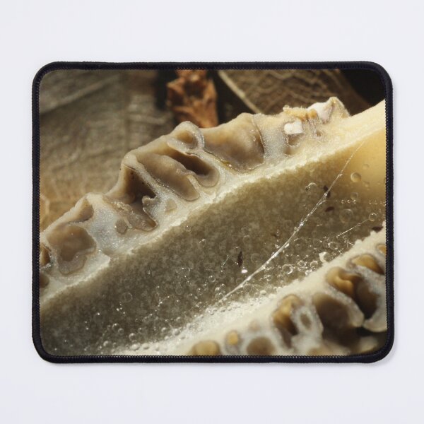 Item preview, Morel Cross Section designed and sold by WolfNoodles.