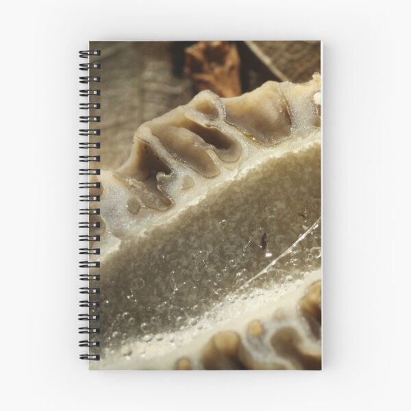 Aperçu de l'œuvre Section transversale de Morel créée et vendue par WolfNoodles.