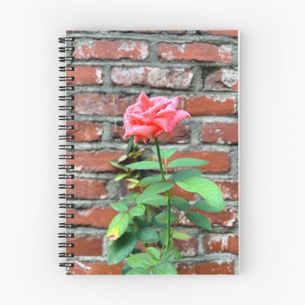 Item preview, Pink Rose Against a Brick Wall | Aesthetic Flowers designed and sold by YemmyZImages.