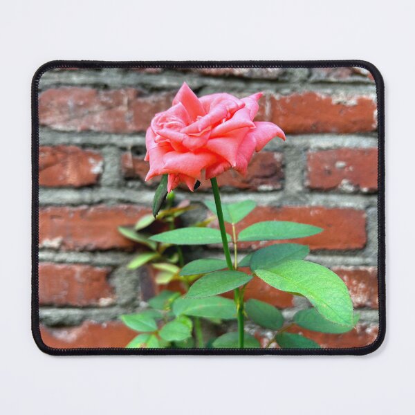 Item preview, Pink Rose Against a Brick Wall | Aesthetic Flowers designed and sold by YemmyZImages.