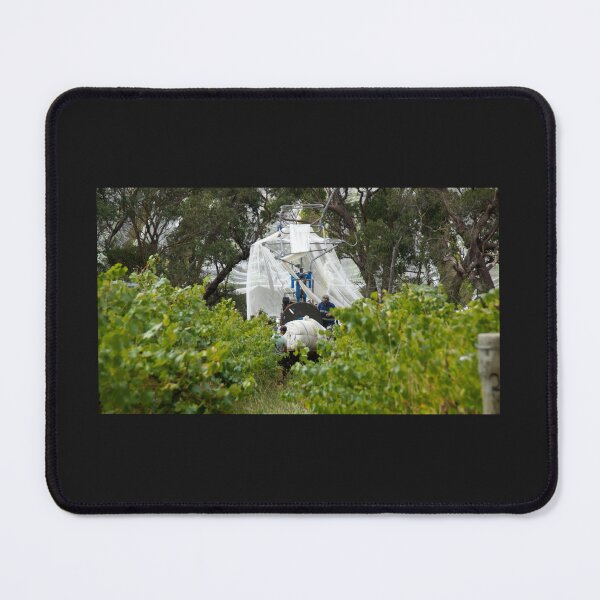 Item preview, The Nets come Off by Adelaide artist Avril Thomas at Magpie Springs designed and sold by MagpieSprings.