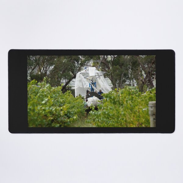 Item preview, The Nets come Off by Adelaide artist Avril Thomas at Magpie Springs designed and sold by MagpieSprings.