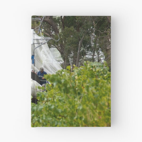 Item preview, The Nets come Off by Adelaide artist Avril Thomas at Magpie Springs designed and sold by MagpieSprings.