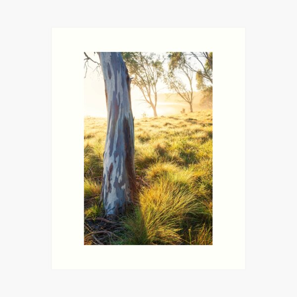 Item preview, Misty Gumtree, Kosciusko National Park, Australia designed and sold by Michael Boniwell.