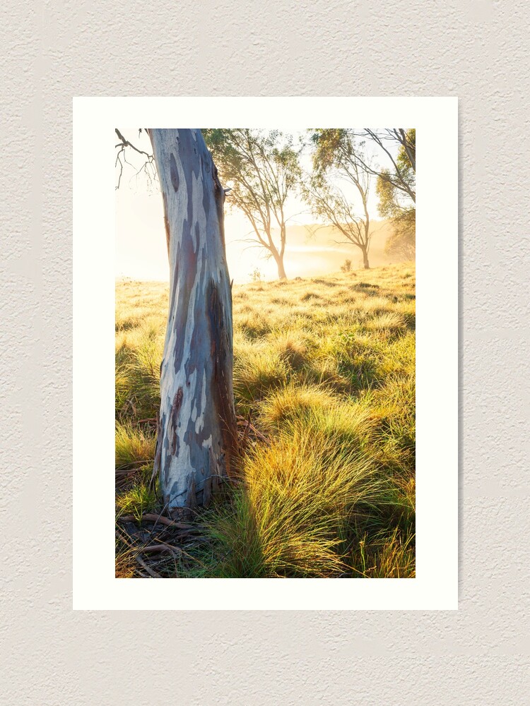 Thumbnail 1 of 3, Art Print, Misty Gumtree, Kosciusko National Park, Australia designed and sold by Chockstone.
