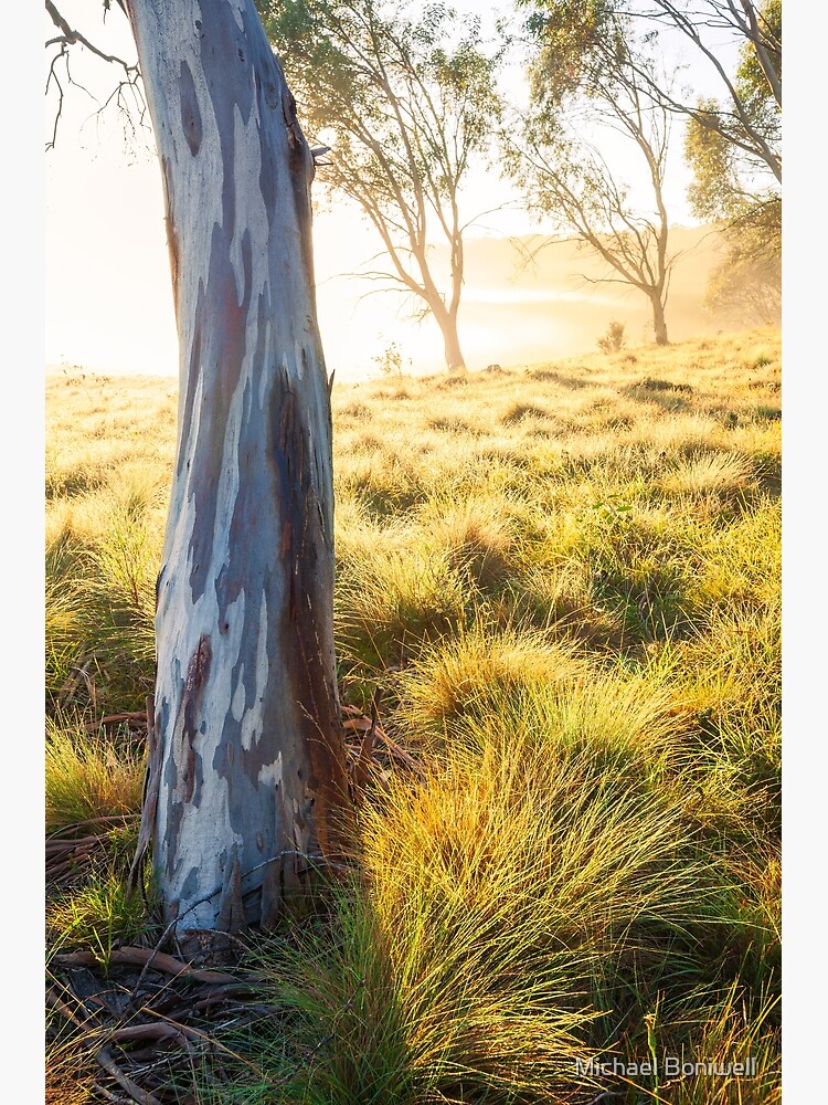 Thumbnail 3 of 3, Art Print, Misty Gumtree, Kosciusko National Park, Australia designed and sold by Chockstone.