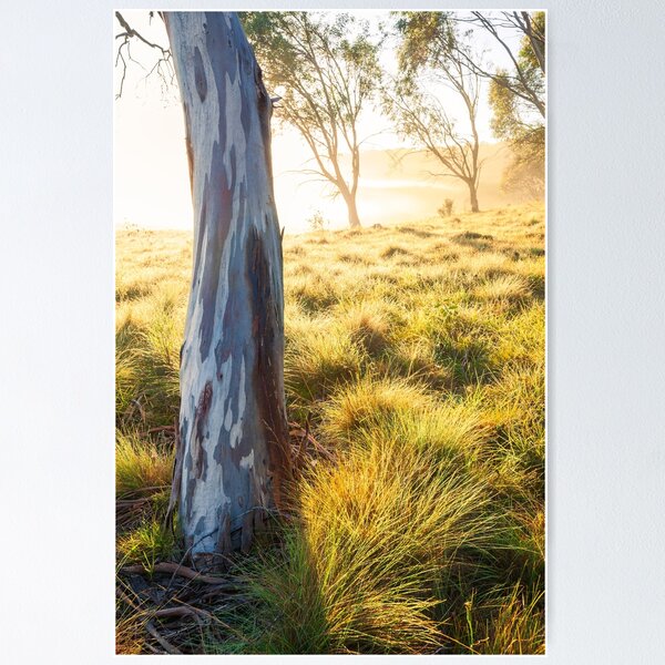 Item preview, Misty Gumtree, Kosciusko National Park, Australia designed and sold by Michael Boniwell.
