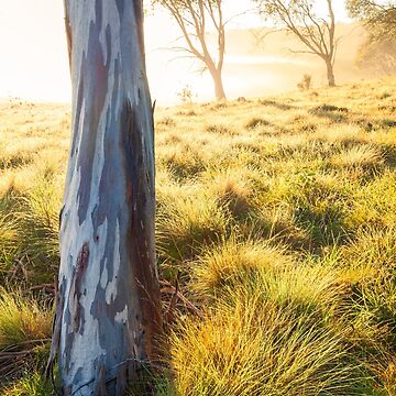 Artwork thumbnail, Misty Gumtree, Kosciusko National Park, Australia by Michael Boniwell