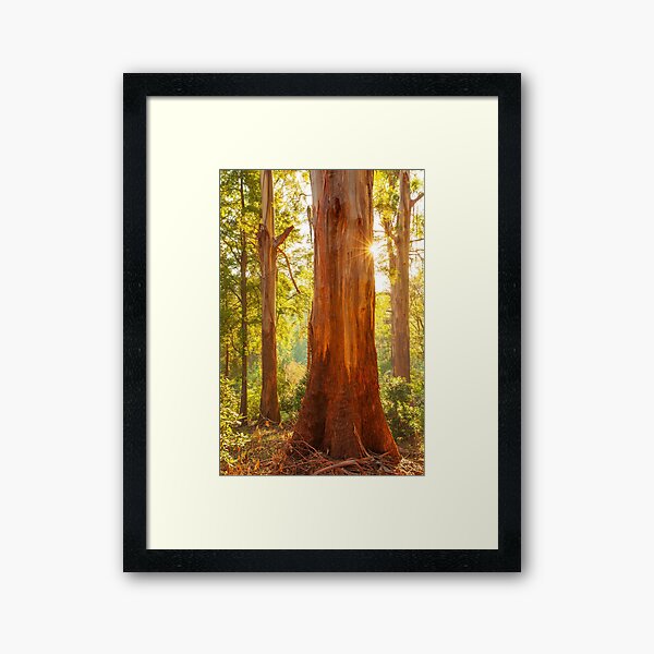 Item preview, Dawn Gums, Dandenongs, Australia  designed and sold by Michael Boniwell.