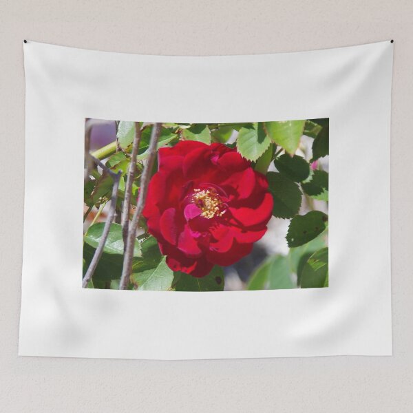 Item preview, Red Rose In Pinjarra designed and sold by lezvee.