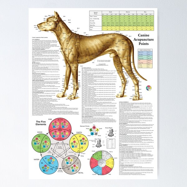 Item preview, Dog Acupuncture Points Poster designed and sold by bodyofelements.
