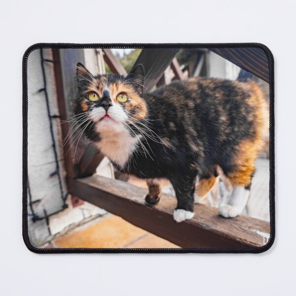 Item preview, Spring cat designed and sold by YarekPhoto.