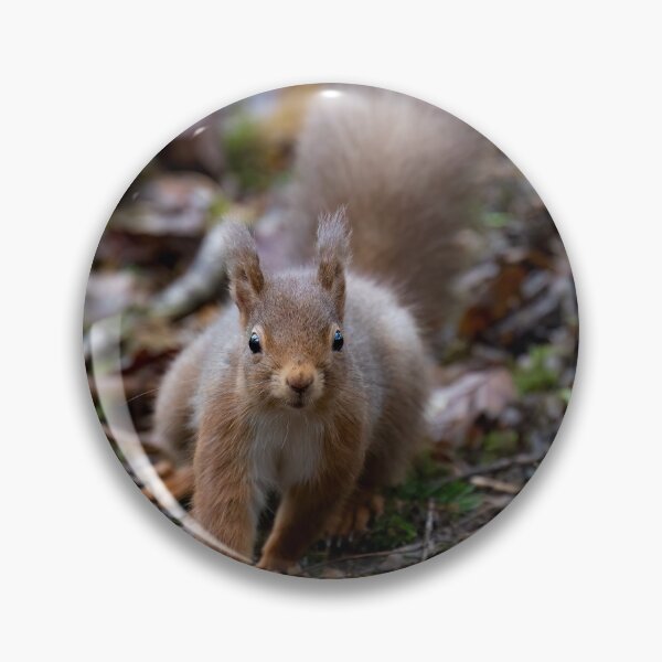 Item preview, Cumbrian Red Squirrel designed and sold by RedGrouse.