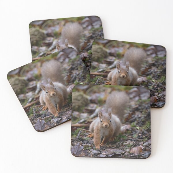 Item preview, Cumbrian Red Squirrel designed and sold by RedGrouse.