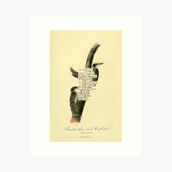 Item preview, Bird Divination: Banded Three-toed Woodpecker (almanacofbirds.org) designed and sold by mariapopova.