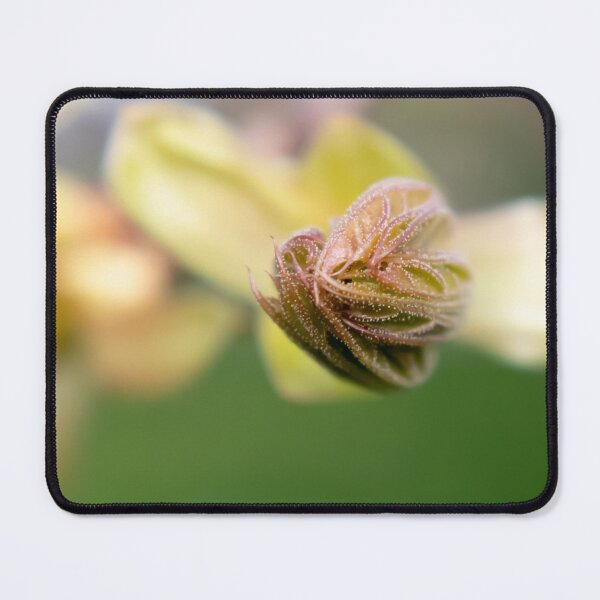 Item preview, Young Maple Leaf Unfolding designed and sold by OrsalArt.