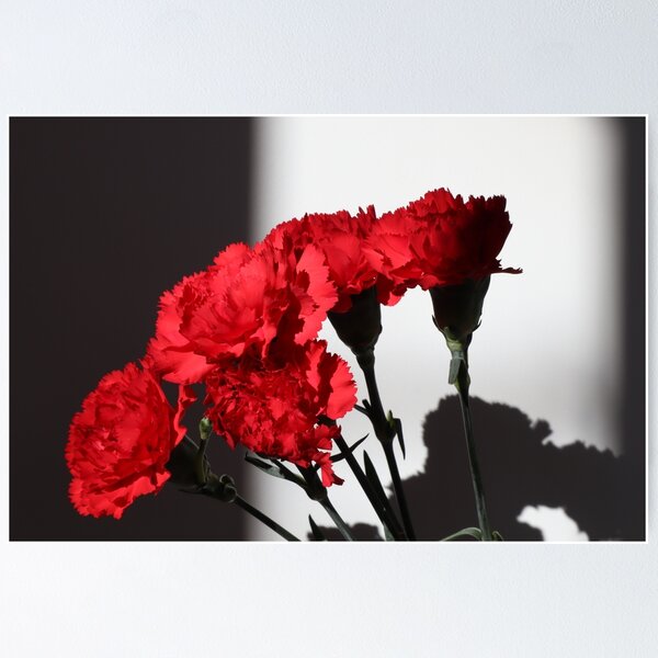 Item preview, Scarlet Shadows: Dramatic Carnation Still Life designed and sold by OrsalArt.