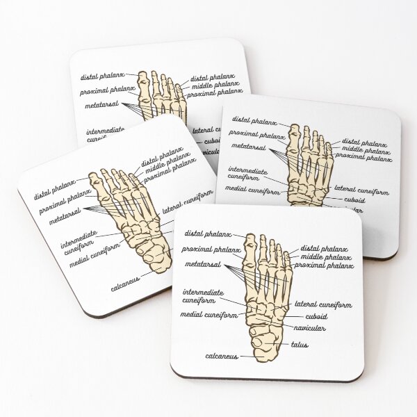 Item preview, Foot Anatomy- Bone designed and sold by iX-Physio.