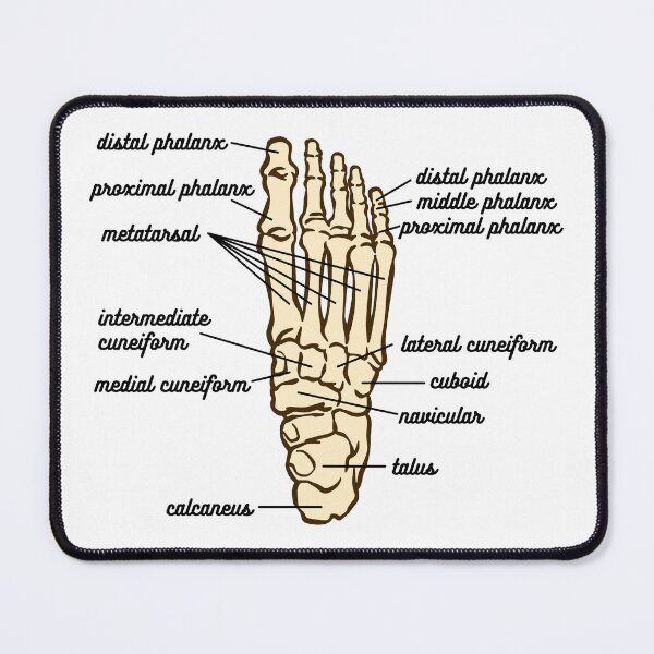 Item preview, Foot Anatomy- Bone designed and sold by iX-Physio.
