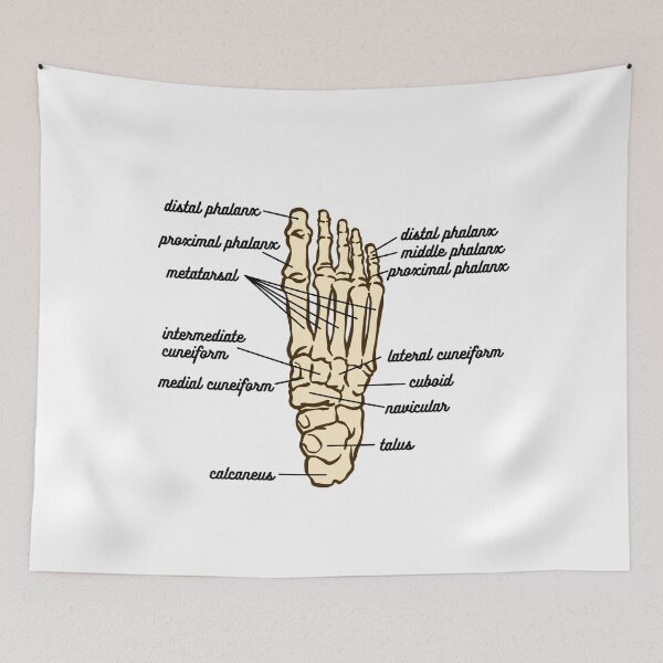 Item preview, Foot Anatomy- Bone designed and sold by iX-Physio.