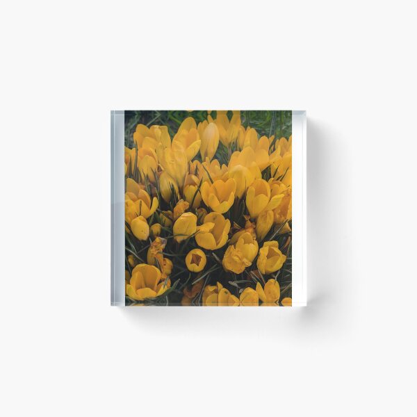 Item preview, Yellow crocuses  photography designed and sold by Coolparrotgirl.