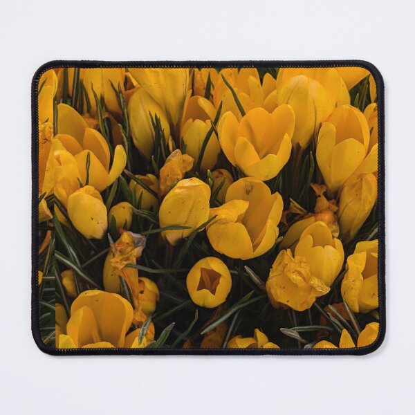 Item preview, Yellow crocuses  photography designed and sold by Coolparrotgirl.