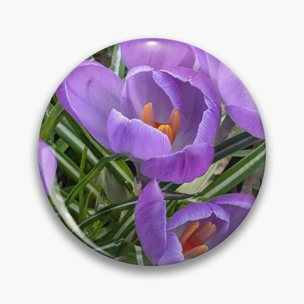 Item preview, Purple crocuses  photography designed and sold by Coolparrotgirl.