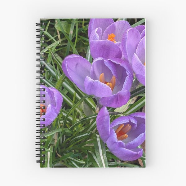 Item preview, Purple crocuses  photography designed and sold by Coolparrotgirl.