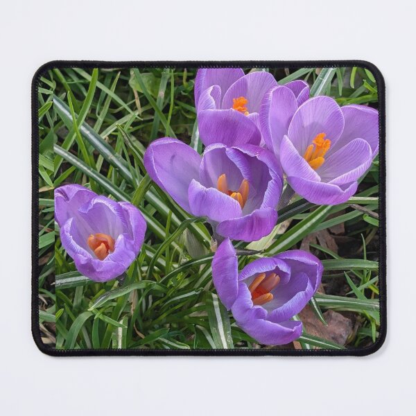 Item preview, Purple crocuses  photography designed and sold by Coolparrotgirl.