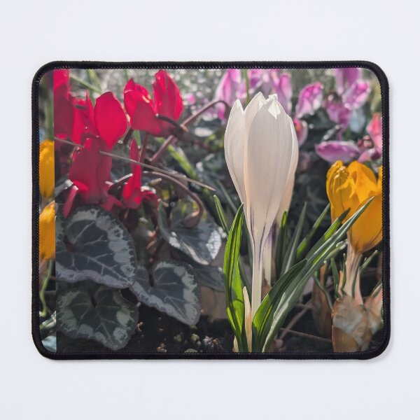 Item preview, Colourful spring flowers crocus, white crocus,  photography designed and sold by Coolparrotgirl.