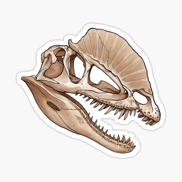Item preview, Dilophosaurus skull designed and sold by DANLOP-ART.