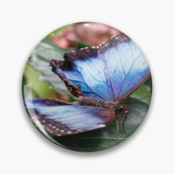 Item preview, Blue Wings designed and sold by Tim Dusenberry.