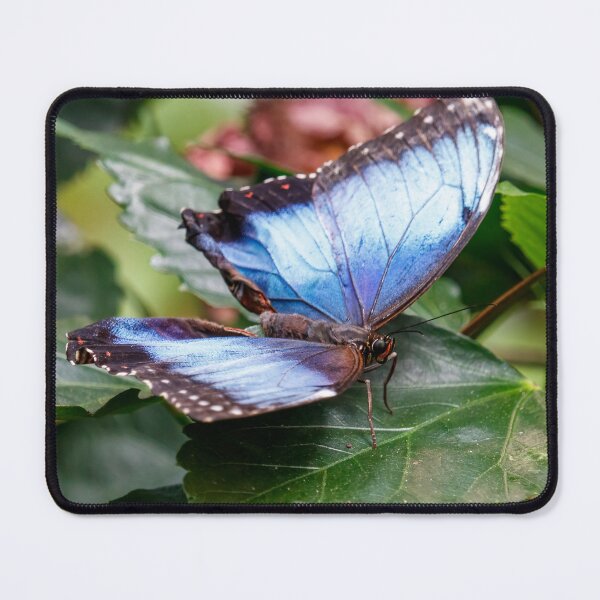 Item preview, Blue Wings designed and sold by Tim Dusenberry.